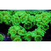 Candy Cane Coral, Green Kryptonite (colony)