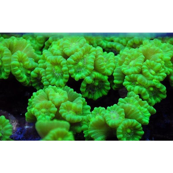 Candy Cane Coral, Green Kryptonite (colony)