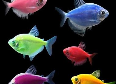 GloFish