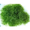 Chaetomorpha Macroalgae