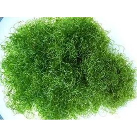  Chaetomorpha Saltwater Macroalgae