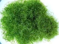 Algae & Sea Grasses