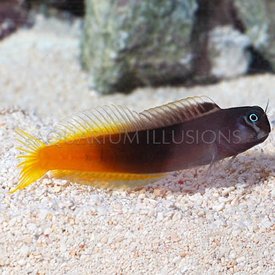  Bicolor Blenny