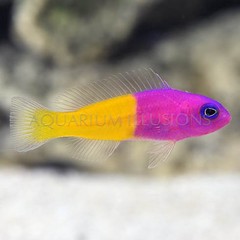 Products tagged with how big do bicolor dottyback fish get