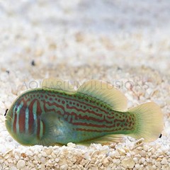 Products tagged with green clown goby