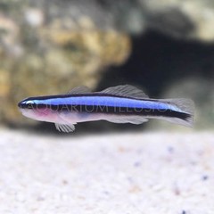 Products tagged with blue stripneon goby