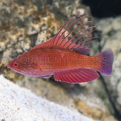 Products tagged with flasher wrasse