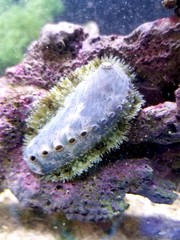 Products tagged with Abalone