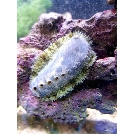  Abalone
