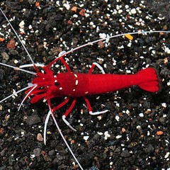 Products tagged with where to buy blood red fire shrimp