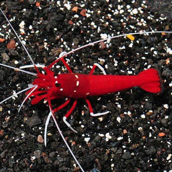  Blood Red Fire Shrimp