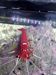 Products tagged with cleaning crew for saltwater aquariums
