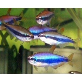  Emperor Tetra