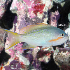 Products tagged with reef safe fish