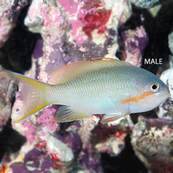  Hutchii Anthias