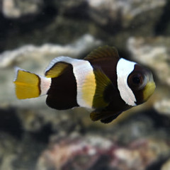 Products tagged with best food to feed a lord percula clownfish