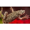 African Dwarf Frog ( HYMENOCHIRUS BOETTGERI )