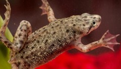 Products tagged with where to buy dwarf frogs