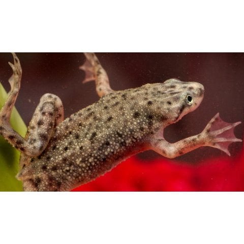 African Dwarf Frog ( HYMENOCHIRUS BOETTGERI )