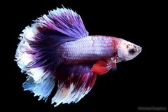Products tagged with betta fish