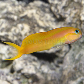  Midas Blenny Red Sea