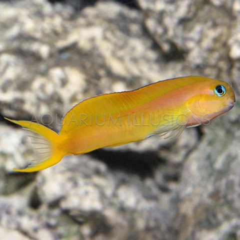 Midas Blenny Red Sea
