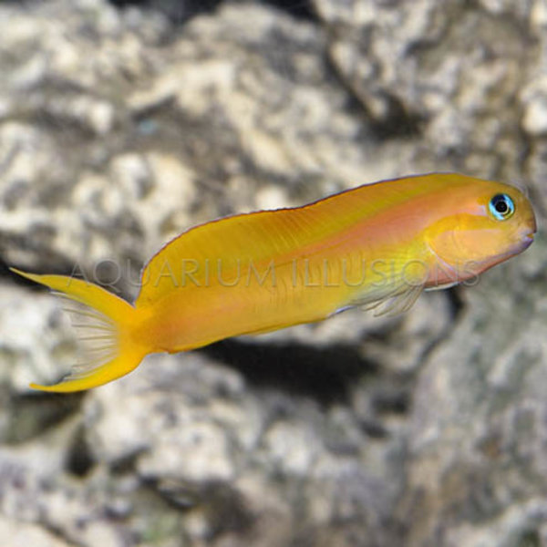  Midas Blenny Red Sea