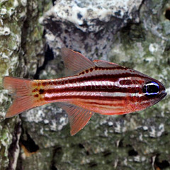 Products tagged with cardinalfish