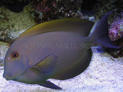 Products tagged with what do tangs eat