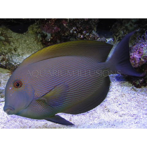 Orange Stripe Bristletooth Tang ( Ctenochaetus striatus )