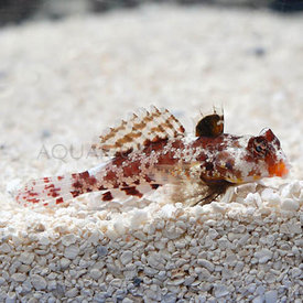  Red Scooter Blenny
