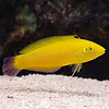 Yellow Coris Wrasse
