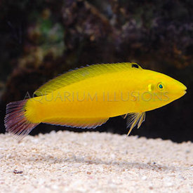  Yellow Coris Wrasse