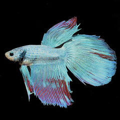 Products tagged with what is a dragon scale betta