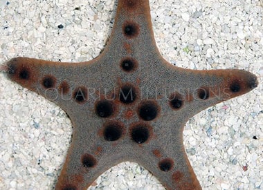 Starfish