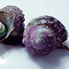 True Mexican Turbo Snail