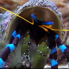 Products tagged with how big do crabs get