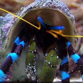  Blue Stripe Hermit Crab