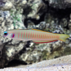 Products tagged with zebra barred dartfish