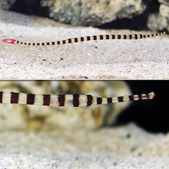 Products tagged with banded pipefish