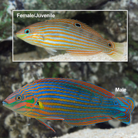 Melanarus Wrasse