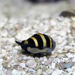 Products tagged with snails for saltwater aquariums
