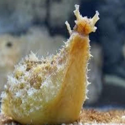 Sea Hare Nudibranch