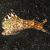 Sea Hare Nudibranch