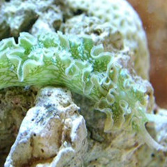Products tagged with lettuce nudibranch
