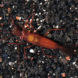  Peppermint Shrimp