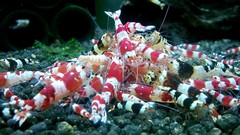 Freshwater Shrimp