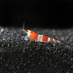 Products tagged with how big do super red crystal shrimp get