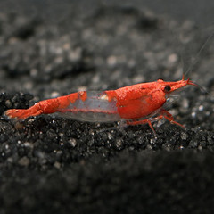Products tagged with algae eating shrimp