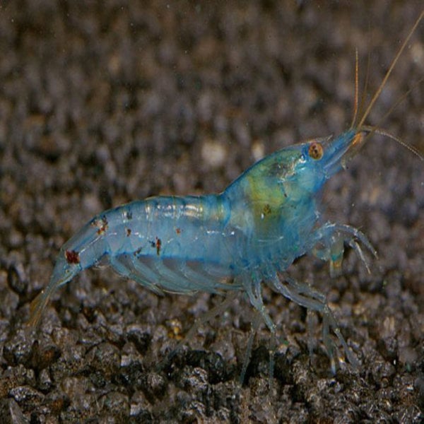 Pearl blue shrimp in aquarium